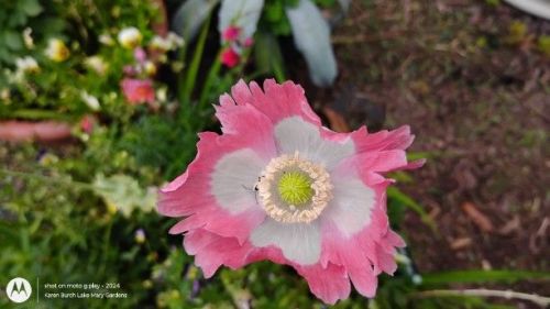 Pink and white poppy