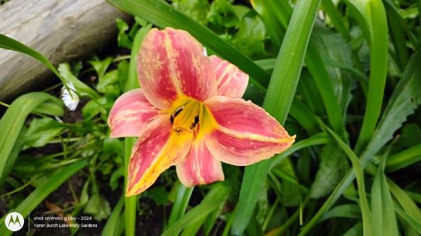 Striped miniature daylily