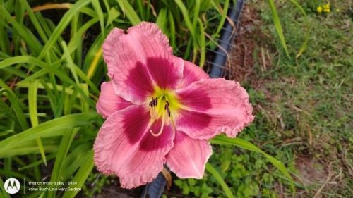 Building on Tradition daylily seedling