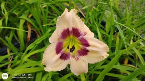 Building on Tradition daylily seedling