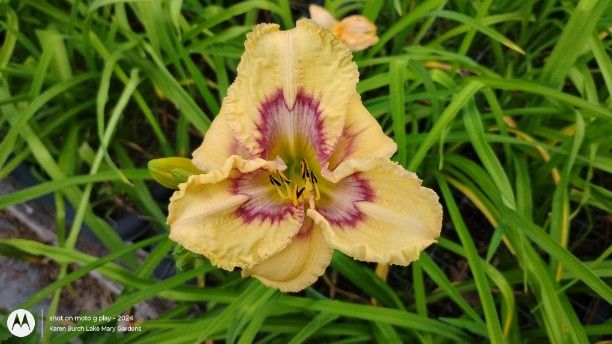 Building on Tradition daylily seedling
