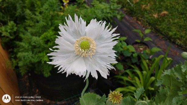 White fringed poppy