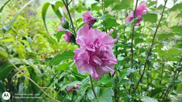 Lavender Double Rose of Sharon