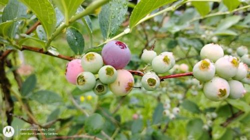 Rabbit Eye blueberries ripening