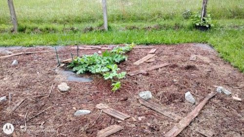 The Giant Watermelon Carolina Cross is growing