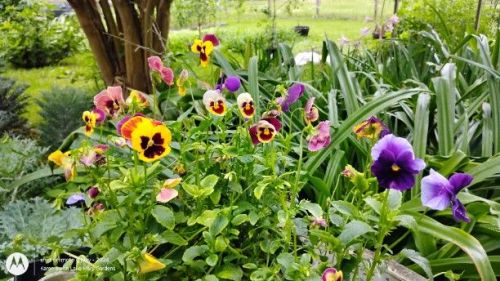 Mixed Pansy