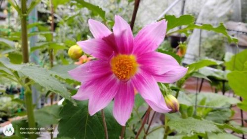 Dahlia Seedling