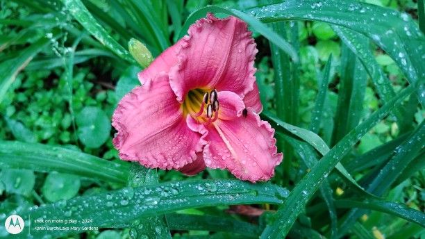 Miniature Rose color daylily seedling