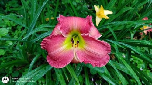 Pink Daylily Seedling