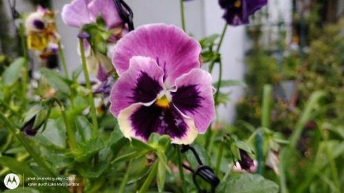 Pink pansy Seedling