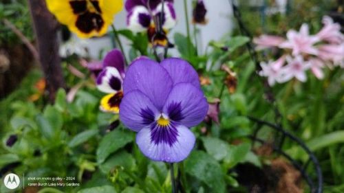 Purple Pansy