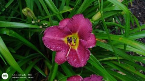 Miniature Purple Daylily Seedling