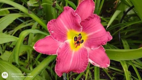 Huge Pink Daylily Seedling
