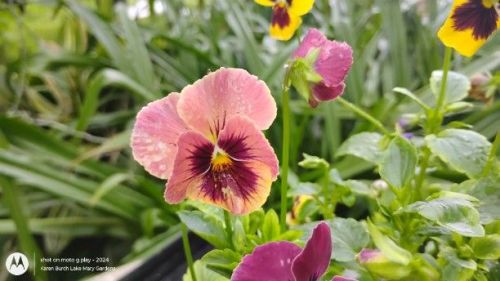 Interesting dusky pink and burgundy pansy