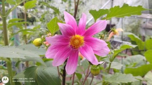 Dahlia Seedling 