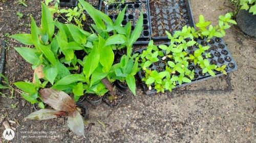 Canna, zinnia and sunflower seedlings