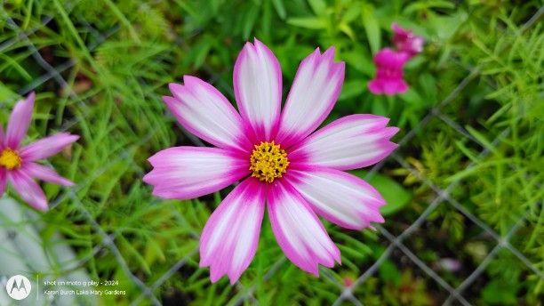 I Love Pink Cosmos – Lake Mary Gardens