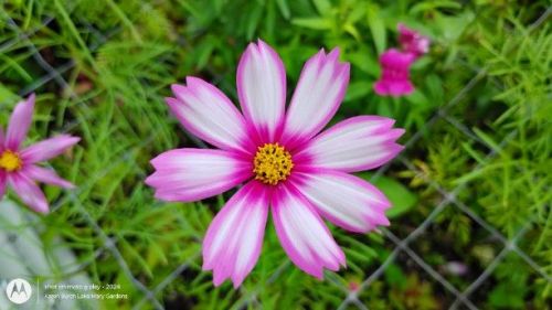 Pink and white Cosmos