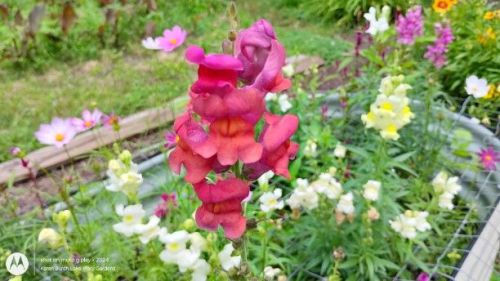 Snapdragon Tropical Pink and Purple
