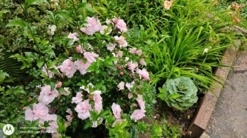 Rose of Sharon Pink Chiffon