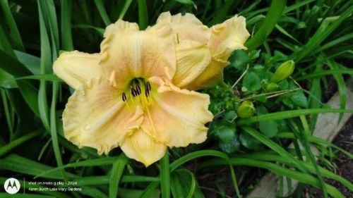 Daylily Seedling related to Tuscawilla Snowdrift