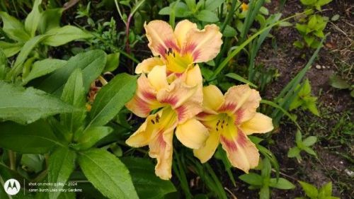 Daylily Seedlings 