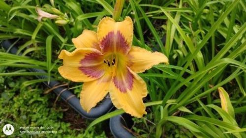 Buidling on Tradition Daylily