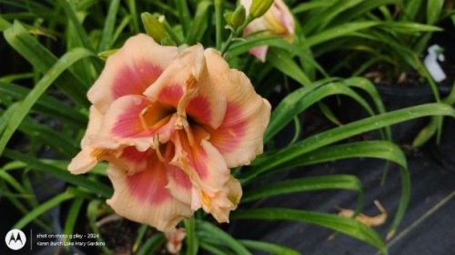 Daylily Forty Second Street