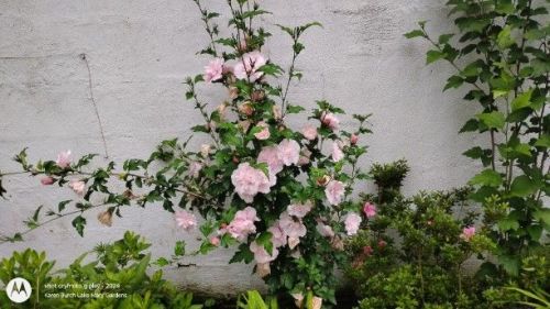 Rose of Sharon Pink Chiffon