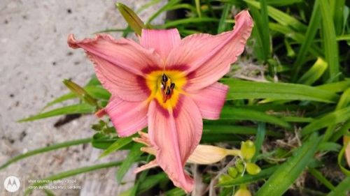 Daylily Seedling