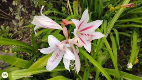 My Stars and Stripes Crinim Lily finally bloomed