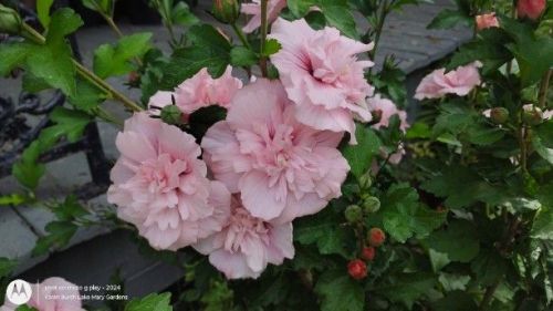 Pink Chiffon Rose of Sharon