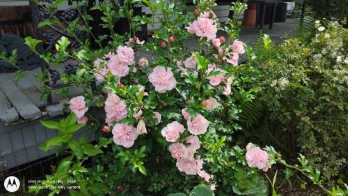 Rose of Sharon Pink Chiffon