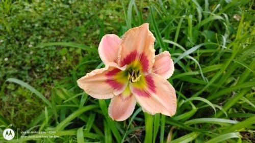 Daylily Seedling