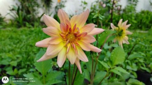 Dahlia Seedling