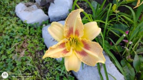 Daylily Seedling