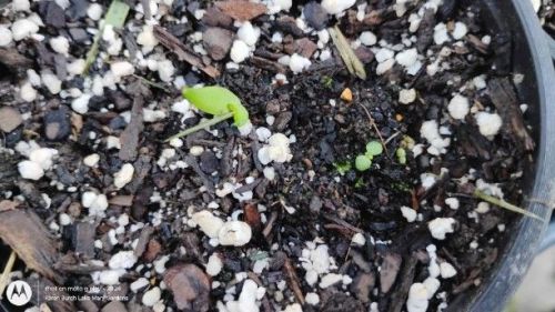 Agave and Eschiveria seedlings