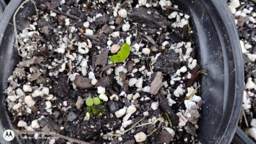 Agave and Eschiveria seedlings