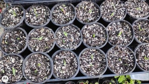 Agave and Eschiveria seedlings