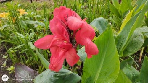 Canna Seedling