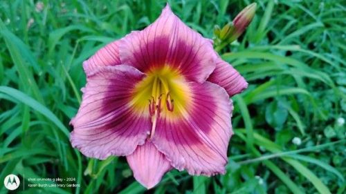 Daylily Seedling- raspberry color