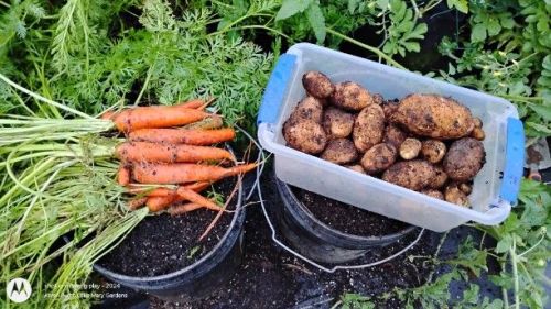 Freshly Harvest potatoes and carrots