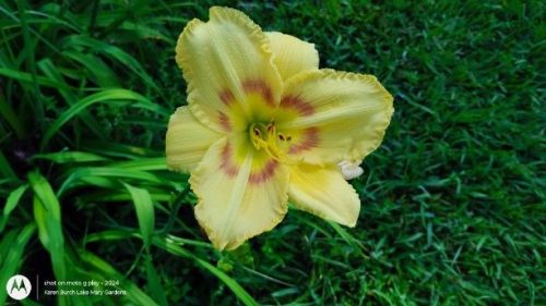 Daylily Seedling 