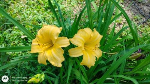 Bright yellow daylily seedlings