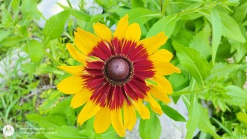 Black eyed susan Rudbeckia Autumn colors Red and Yellow
