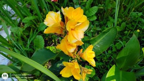 Yellow Canna Lilies