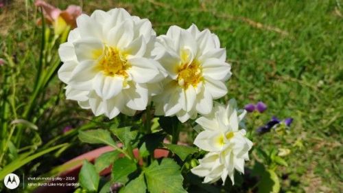 White beddling dahlia