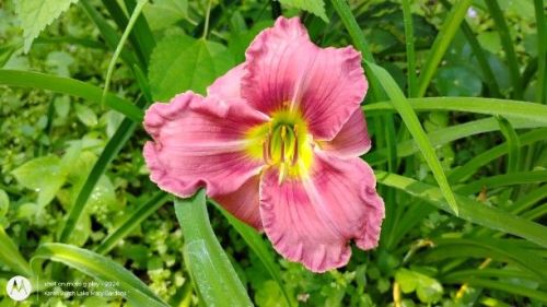 Daylily seedling