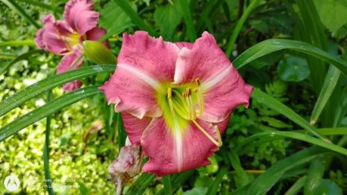 Daylily Seedling