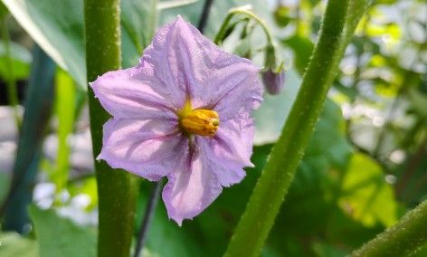 Eggplant bloom